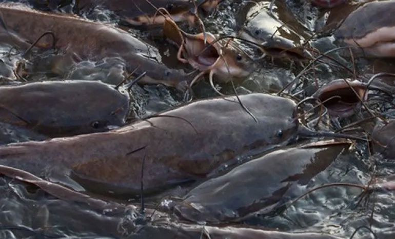 Poisson